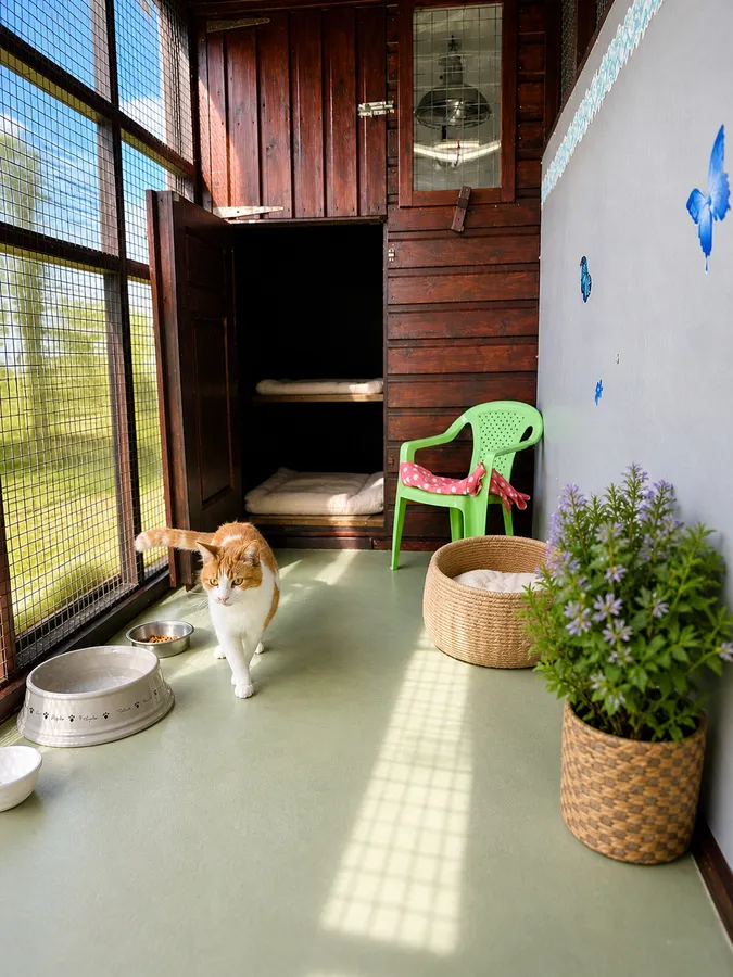 Cat in Woodside cattery suite